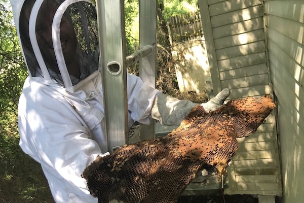 Bee Removal